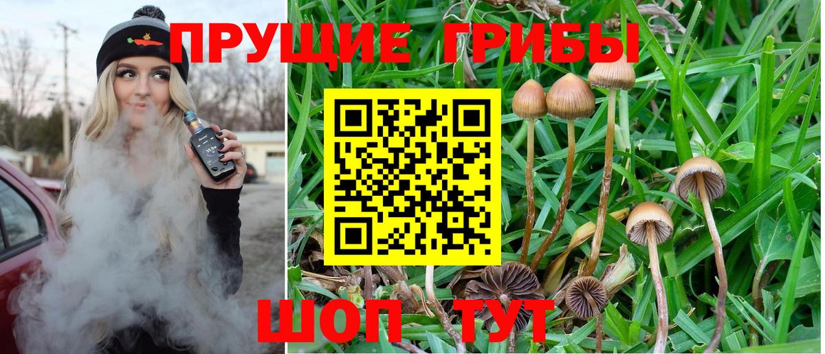 Галлюциногенные грибы Cubensis Асино
